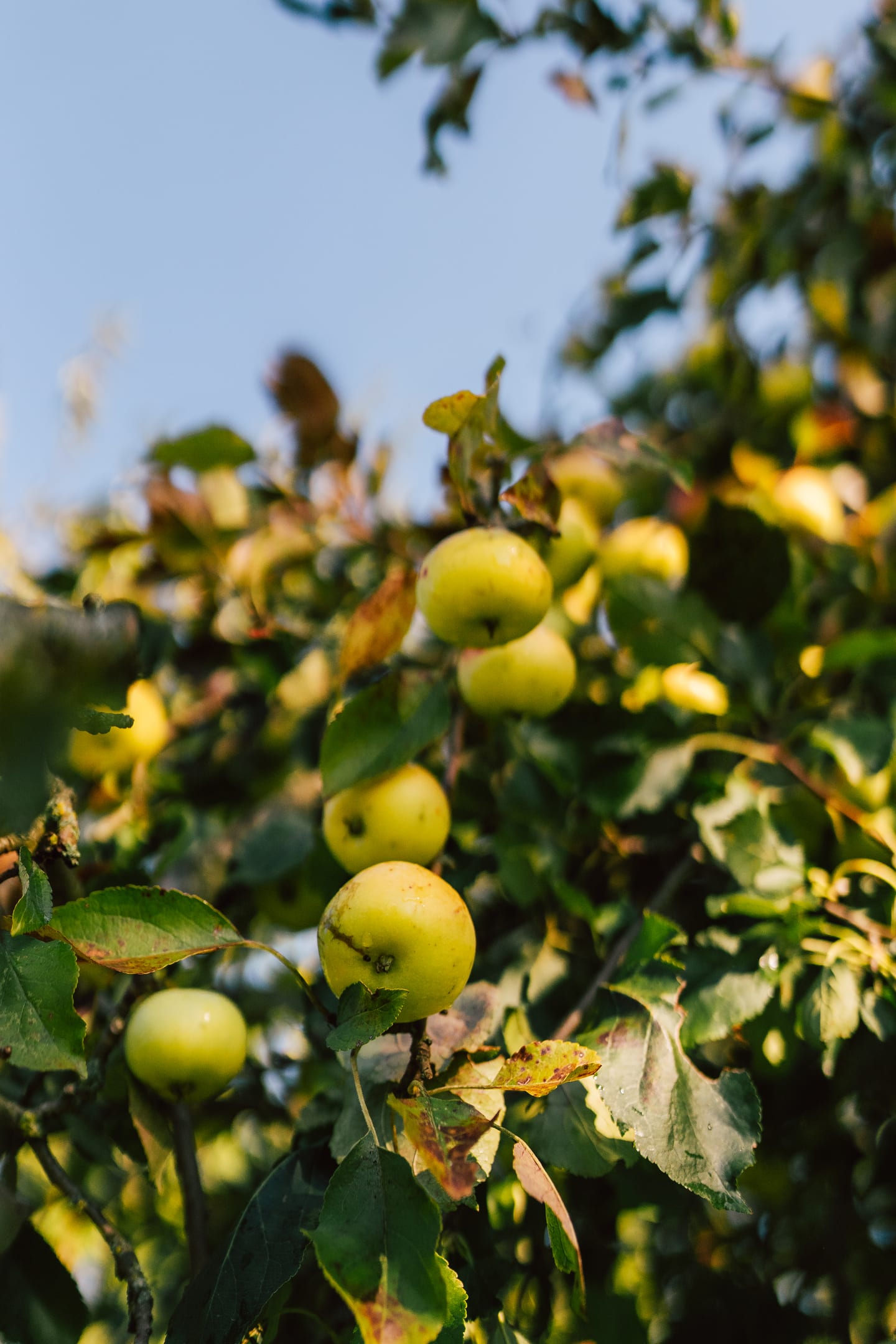 Reife Äpfel an einem hochstämmigen Streuobstbaum